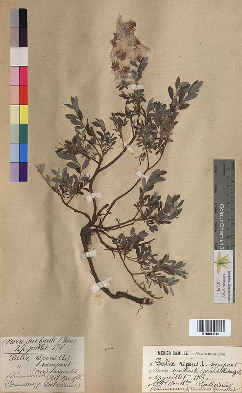 Salix repens (Salicaceae)