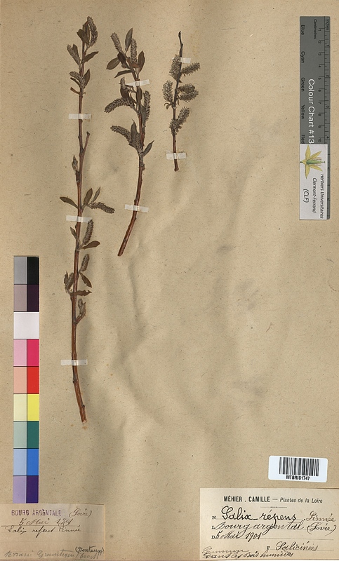 Salix repens (Salicaceae)
