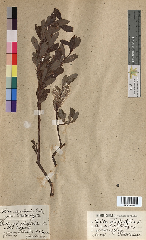 Salix phylicifolia (Salicaceae)