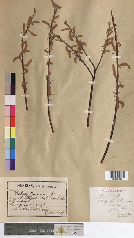 Salix incana (Salicaceae)