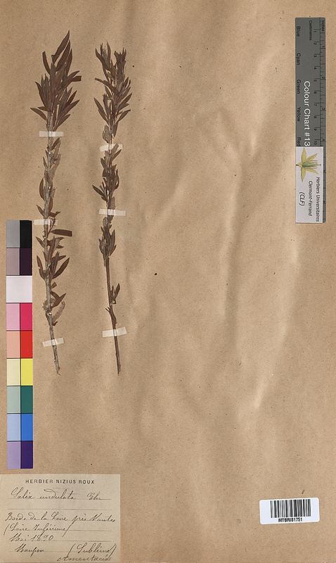 Salix x undulata (Salicaceae)