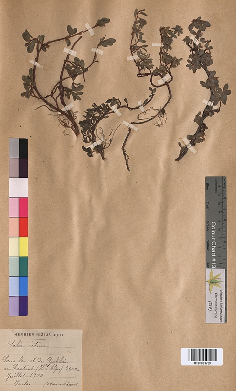 Salix retusa (Salicaceae)