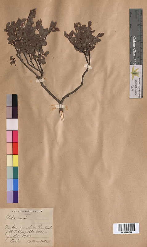 Salix caesia (Salicaceae)