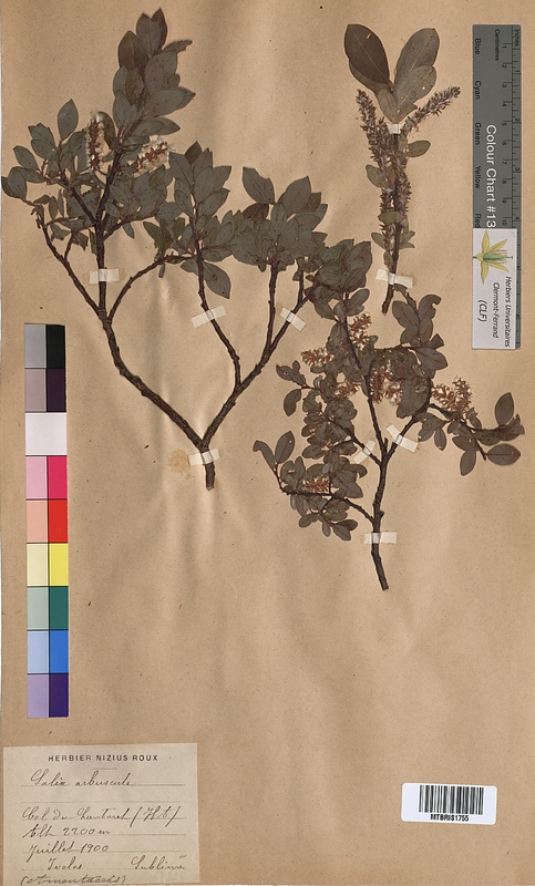 Salix arbuscula (Salicaceae)