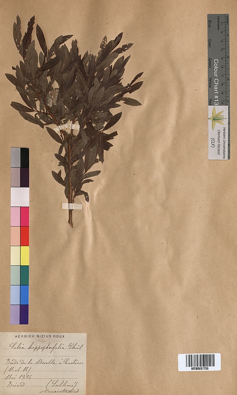 Salix x hippophaeifolia (Salicaceae)