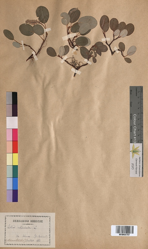 Salix reticulata (Salicaceae)