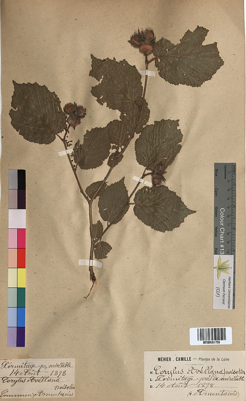 Corylus avellana (Corylaceae)