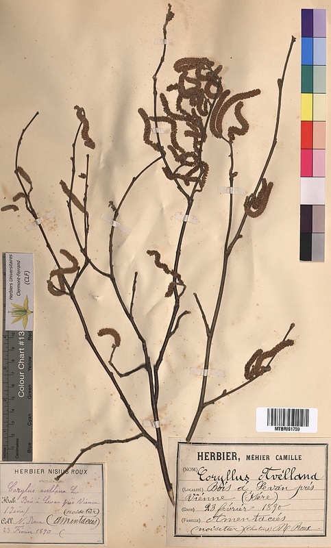 Corylus avellana (Corylaceae)