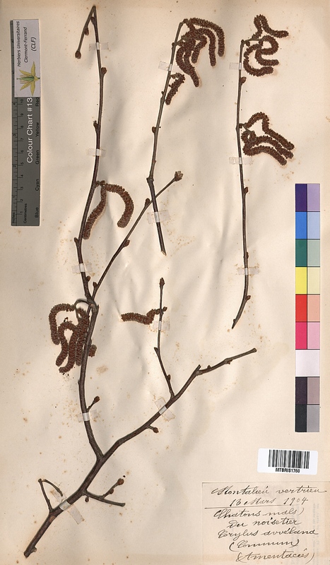 Corylus avellana (Corylaceae)