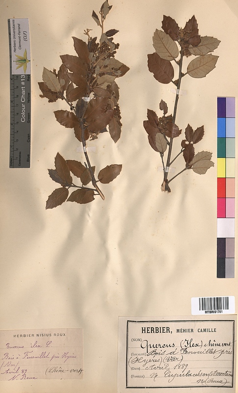 Quercus ilex (Fagaceae)