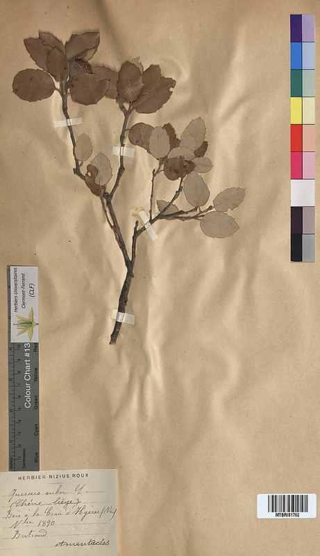 Quercus suber (Fagaceae)