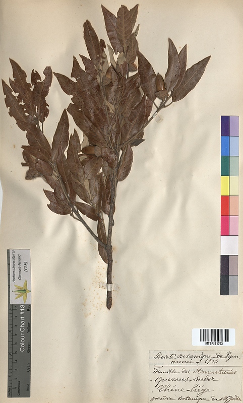 Quercus suber (Fagaceae)