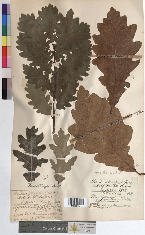 Quercus sessiliflora (Fagaceae)