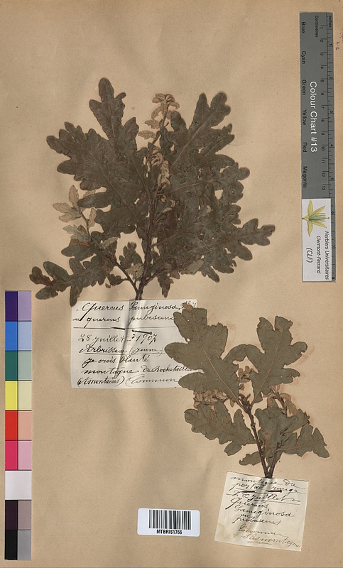 Quercus lanuginosa (Fagaceae)