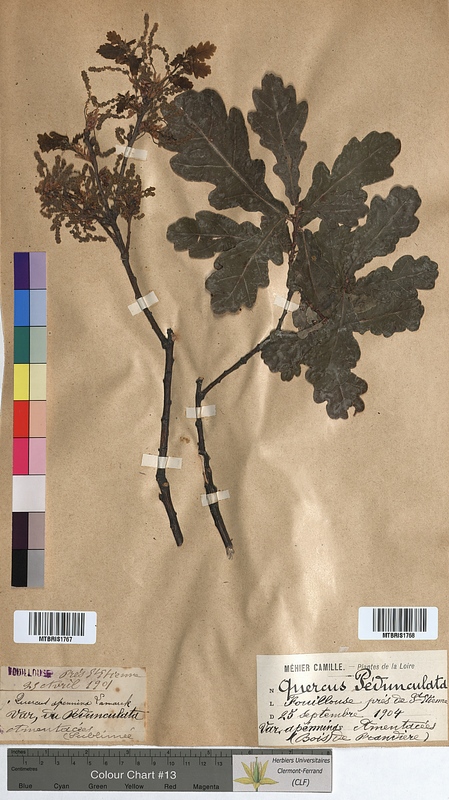 Quercus pedunculata (Fagaceae)