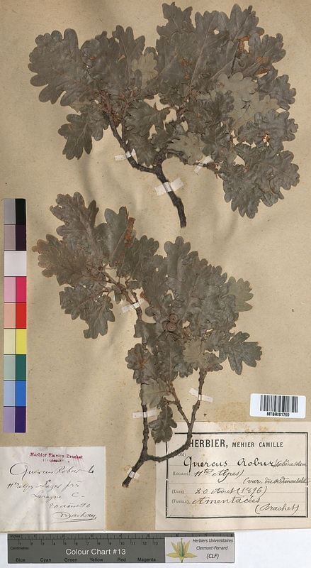 Quercus robur (Fagaceae)