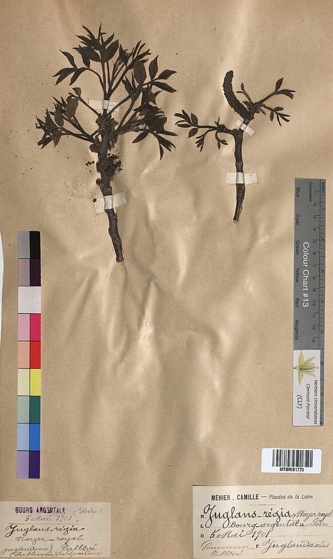 Juglans regia (Juglandaceae)
