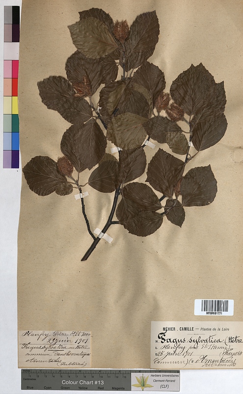 Fagus sylvatica (Fagaceae)