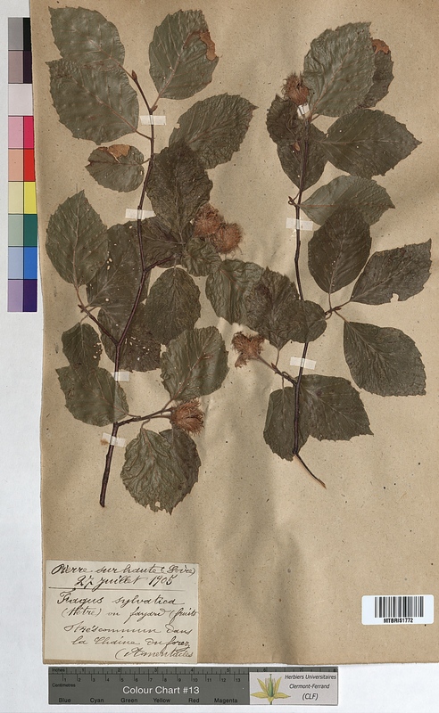 Fagus sylvatica (Fagaceae)