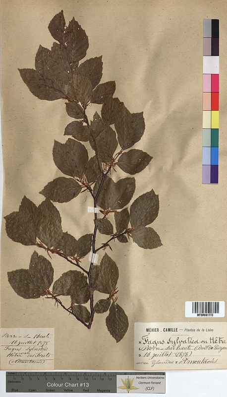 Fagus sylvatica (Fagaceae)