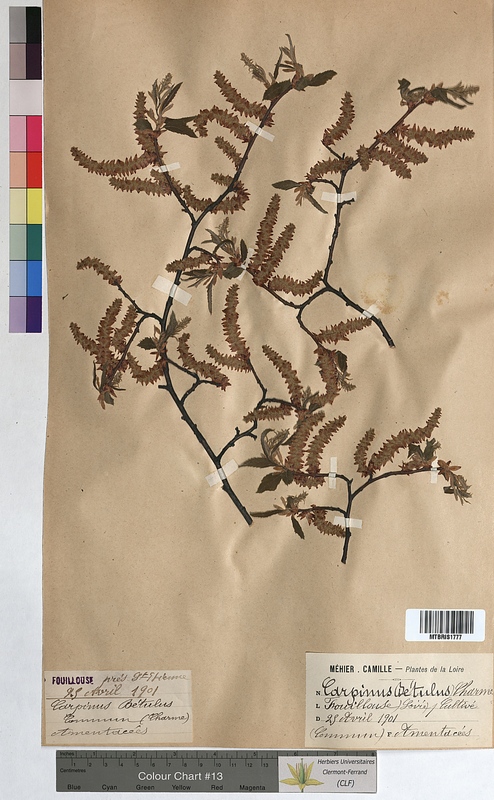 Carpinus betulus (Corylaceae)