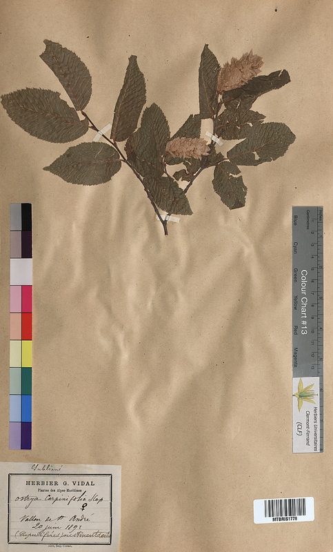 Ostrya carpinifolia (Corylaceae)