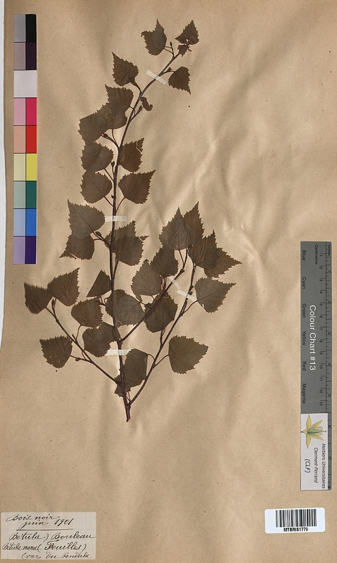 Betula pendula (Betulaceae)