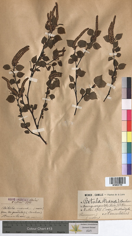 Betula pendula (Betulaceae)