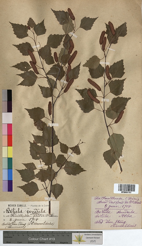 Betula pendula (Betulaceae)