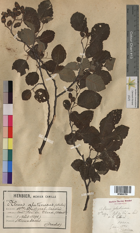 Alnus glutinosa (Betulaceae)