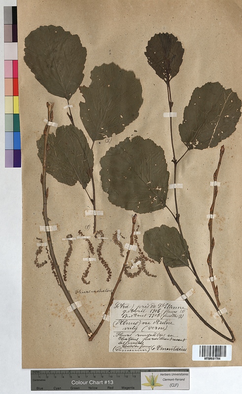 Alnus glutinosa (Betulaceae)