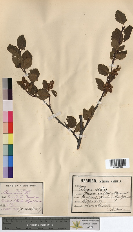 Alnus viridis (Betulaceae)