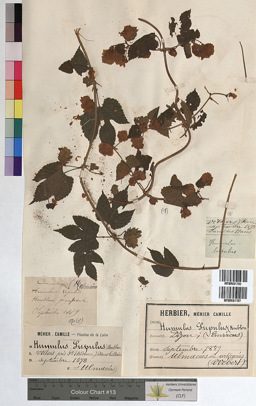 Humulus lupulus (Cannabaceae)