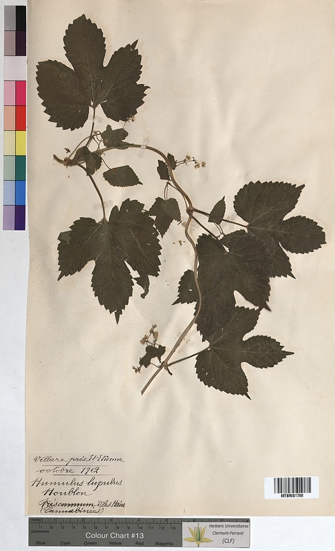 Humulus lupulus (Cannabaceae)