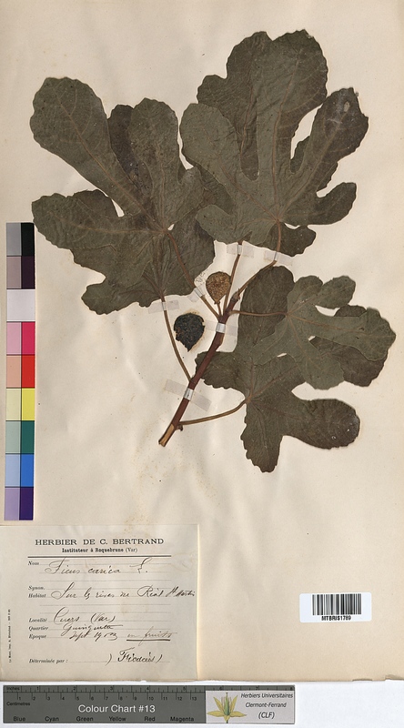 Ficus carica (Moraceae)