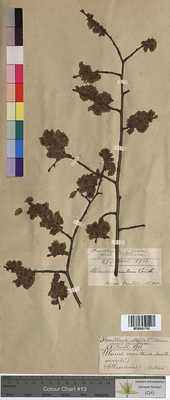 Ulmus montana (Ulmaceae)