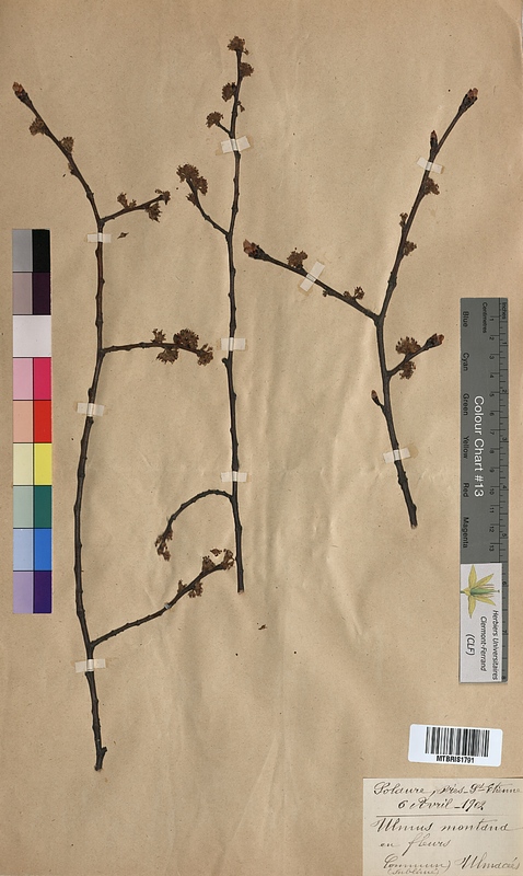 Ulmus montana (Ulmaceae)
