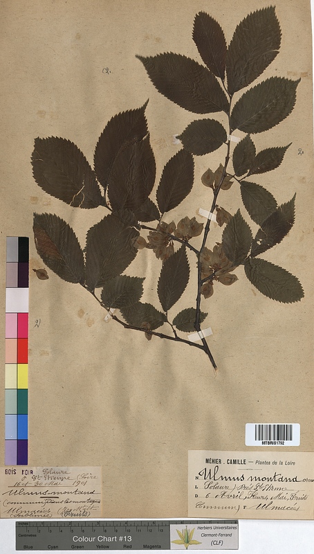 Ulmus montana (Ulmaceae)