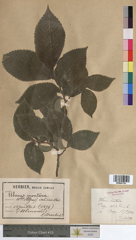 Ulmus montana (Ulmaceae)