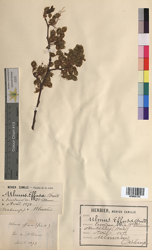 Ulmus effusa (Ulmaceae)