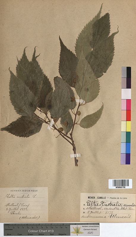 Celtis australis (Ulmaceae)