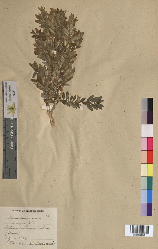 Buxus sempervirens (Buxaceae)