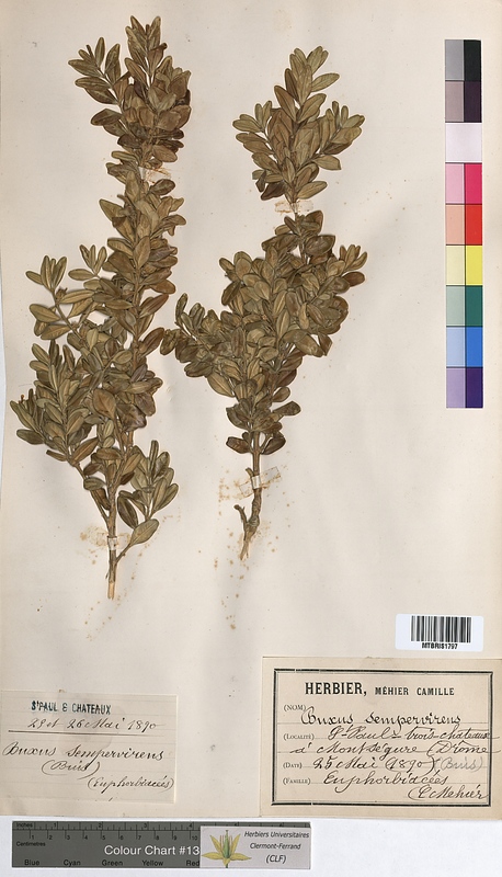 Buxus sempervirens (Buxaceae)