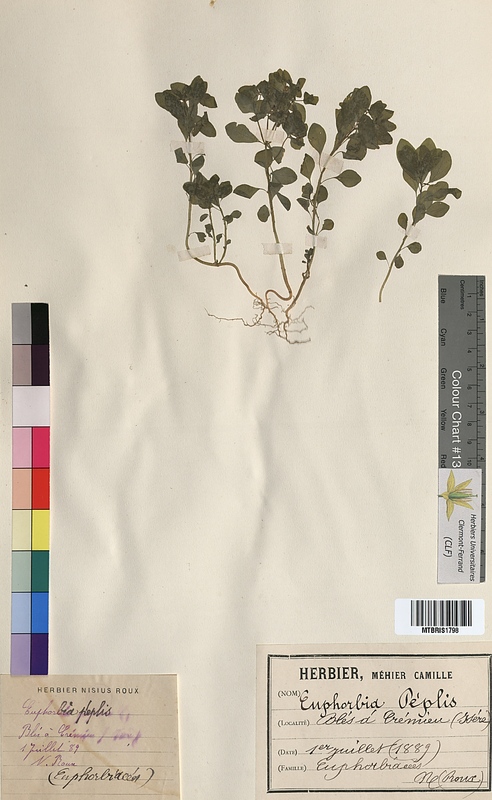 Euphorbia peplis (Euphorbiaceae)