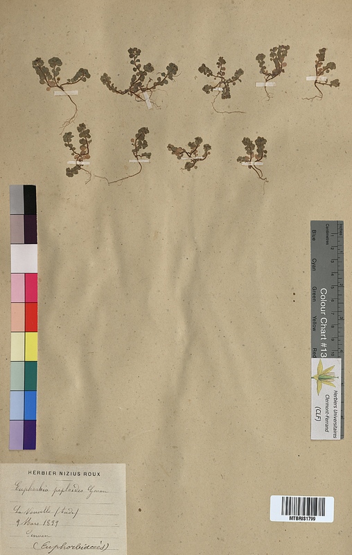 Euphorbia peploides (Euphorbiaceae)
