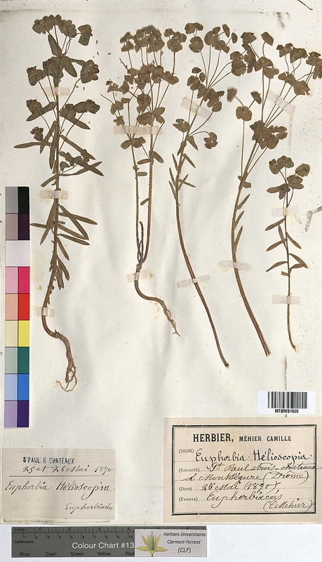Euphorbia helioscopia (Euphorbiaceae)