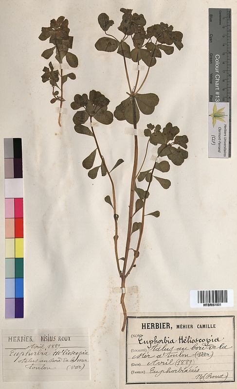 Euphorbia helioscopia (Euphorbiaceae)