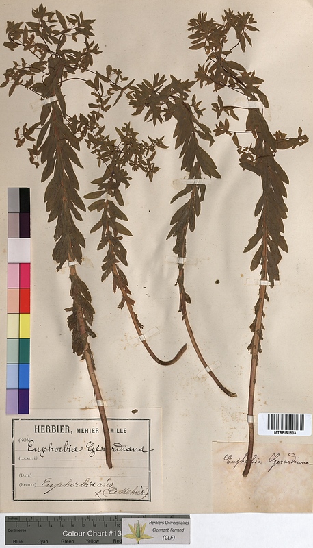 Euphorbia gerardiana (Euphorbiaceae)