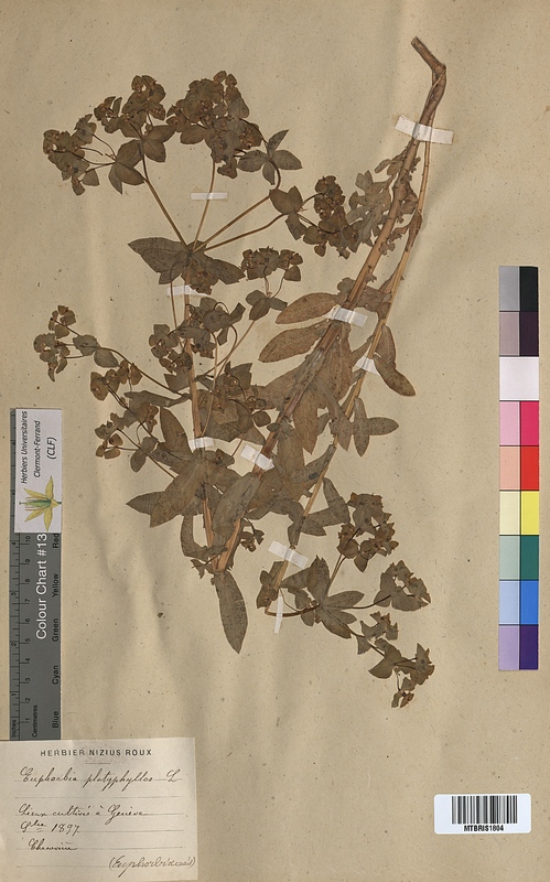Euphorbia platyphyllos (Euphorbiaceae)
