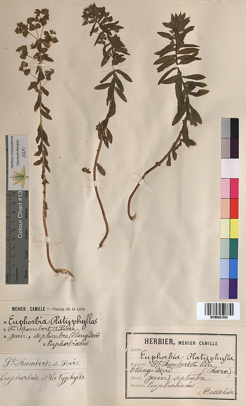 Euphorbia platyphyllos (Euphorbiaceae)